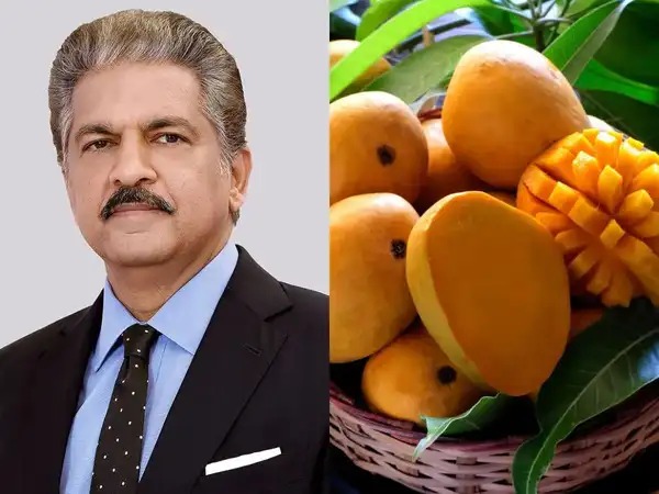 Anand Mahindra Applauds Kota Farmer’s Mango Innovation
