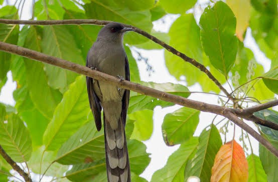 A First for Science! Stunning Image of Long-tailed Sibia Captured in Sikkim