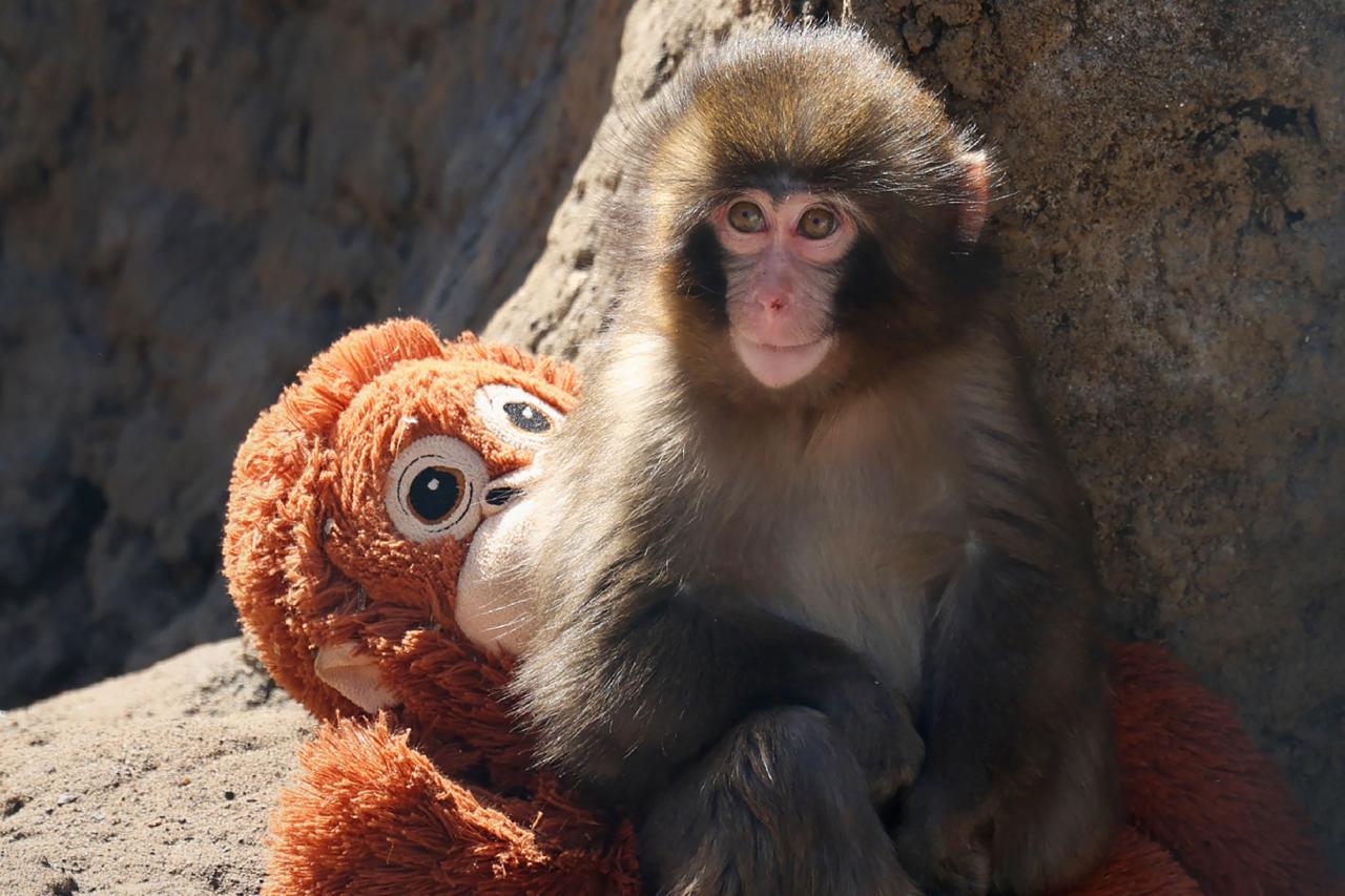 IKEA’s Plush Therapy: Soft Toys Designed to Lower Stress and Cortisol