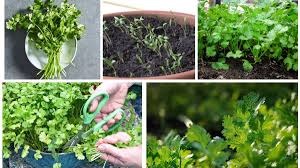 Green Gold At Your Fingertips: How To Grow Fresh Coriander At Home All Year Long