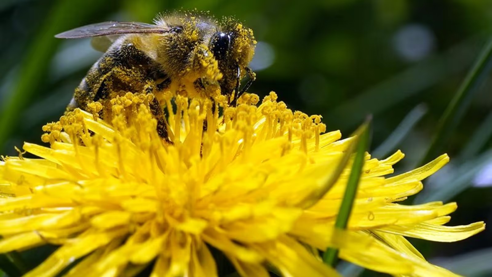 Nature’s Whisper: Plants ‘Speak’ and Insects ‘Listen’ in a New Acoustic Dance