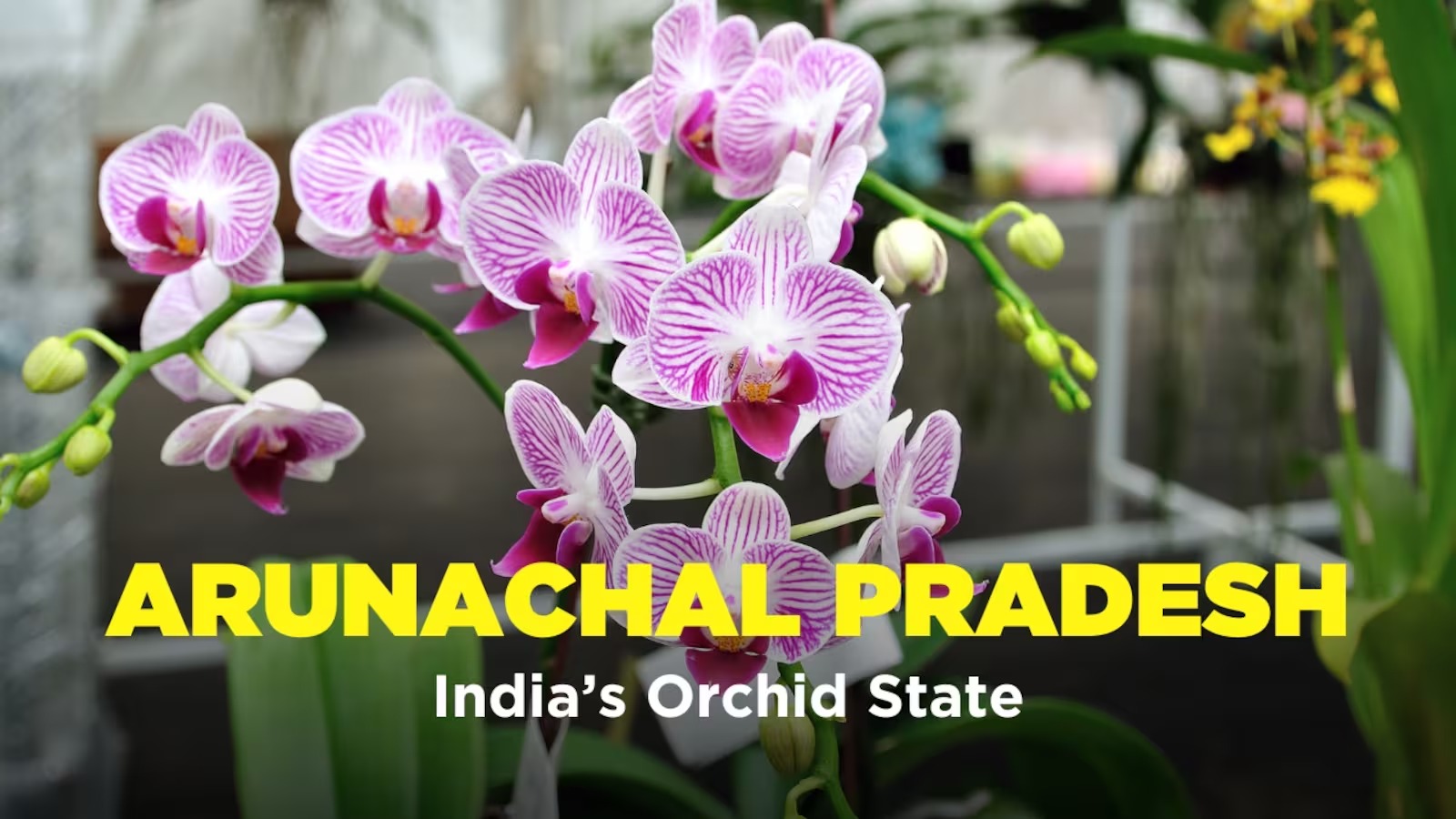 Arunachal Pradesh: Where Every Forest Tells an Orchid Story