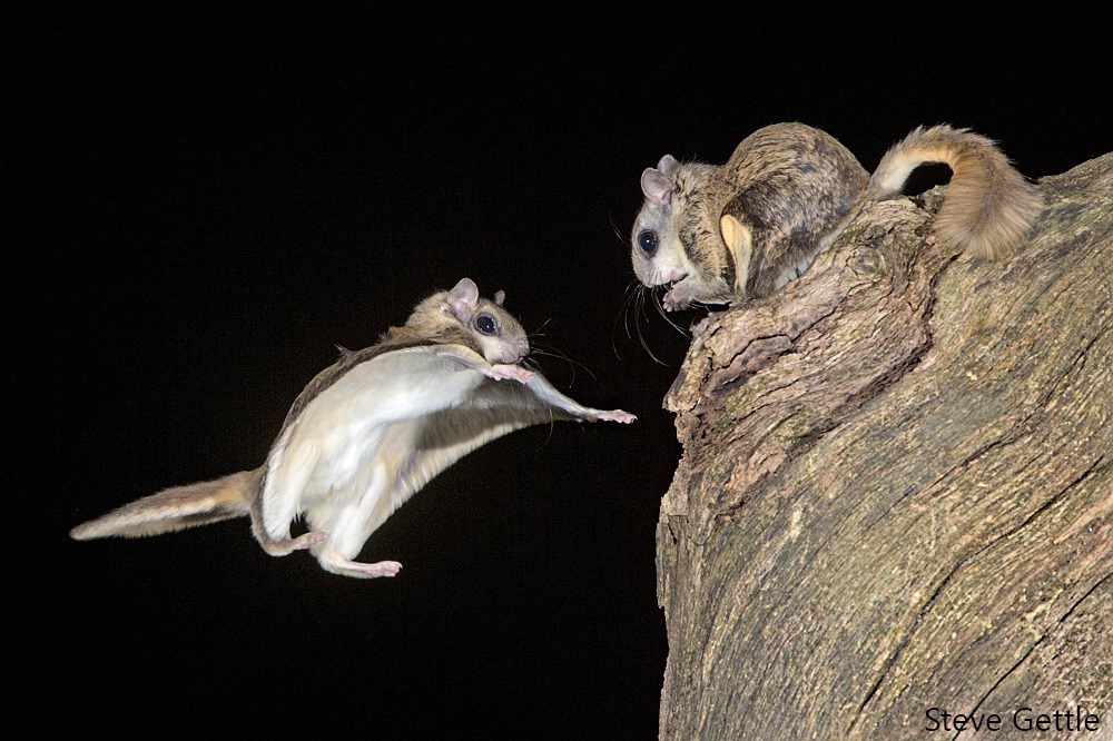 Rare Flying Squirrel Sighting Sparks Social Media Frenzy, Highlights India's Rich Biodiversity