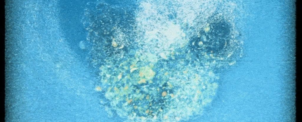 Embryo in Action: The Historic Moment Life Takes Root—Filmed for the First Time
