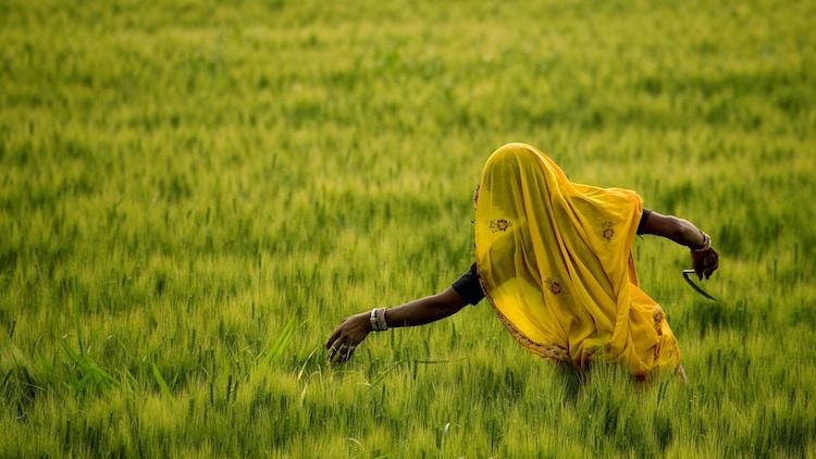 Indigenous Resilience: How India's Tribal Communities Are Adapting to Climate Change