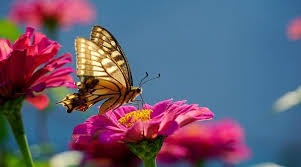 Social Media Images Help Fill Major Gaps In Global Biodiversity Data