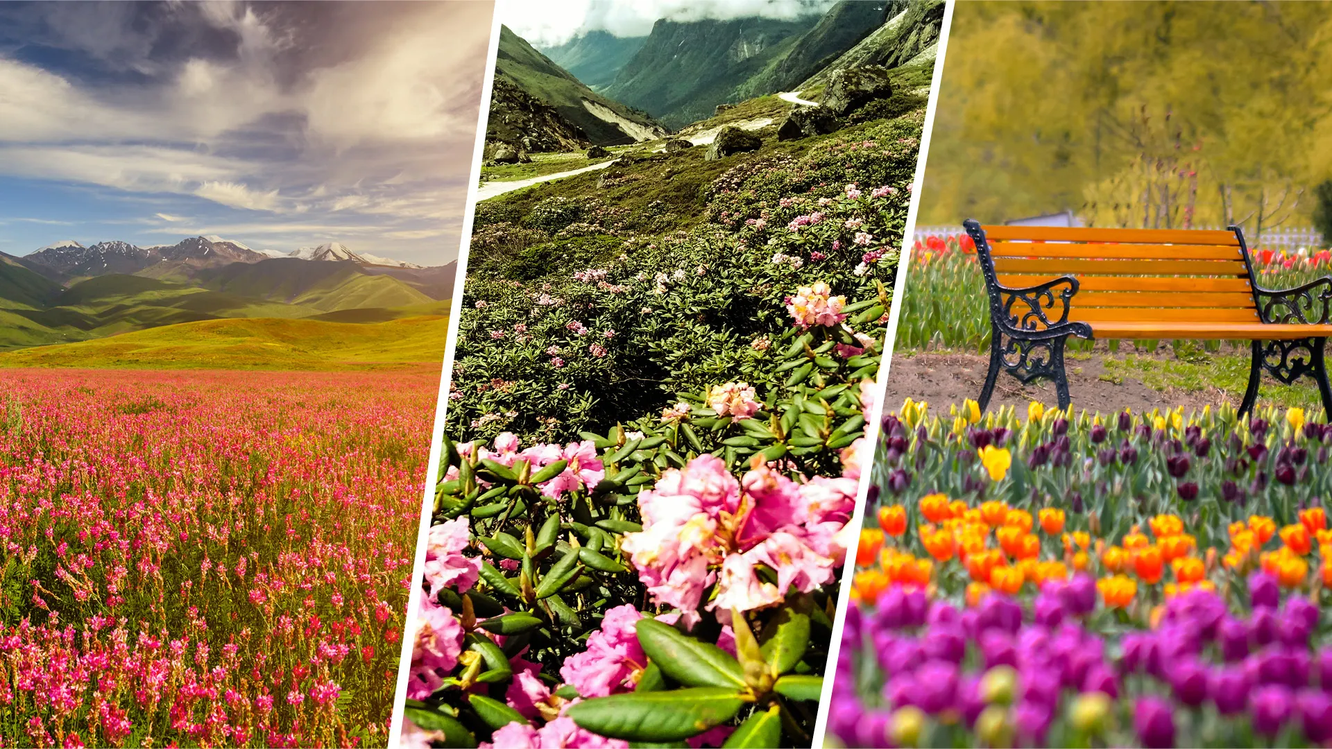 Blooming Wonders: India's 5 Must-Visit Flower Valleys