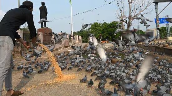 Feathers, Faith, and Fallout: Delhi’s Pigeon Dilemma Persists Despite Civic Pushback
