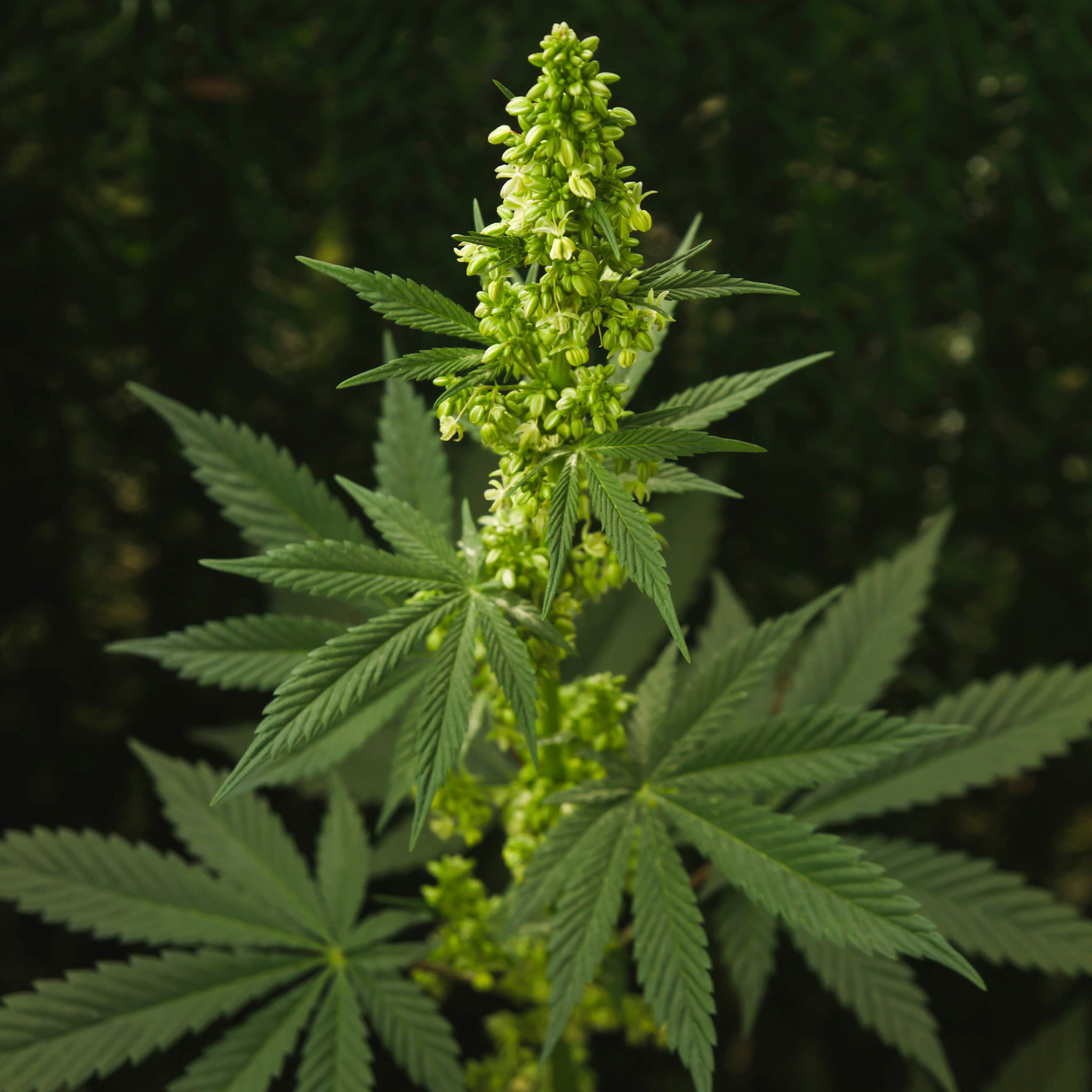 From Legal to Illegal and Back: The Evolving Status of Three Notable Drugs