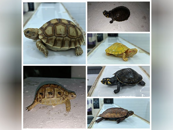 Shell Shock: 405 Turtles Rescued from Slow-Moving Smuggling Ring