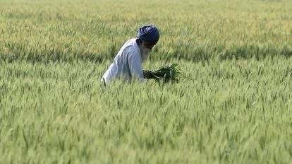 PM Modi’s Latest Announcement Has 9.8 Crore Farmers Smiling—Find Out Why