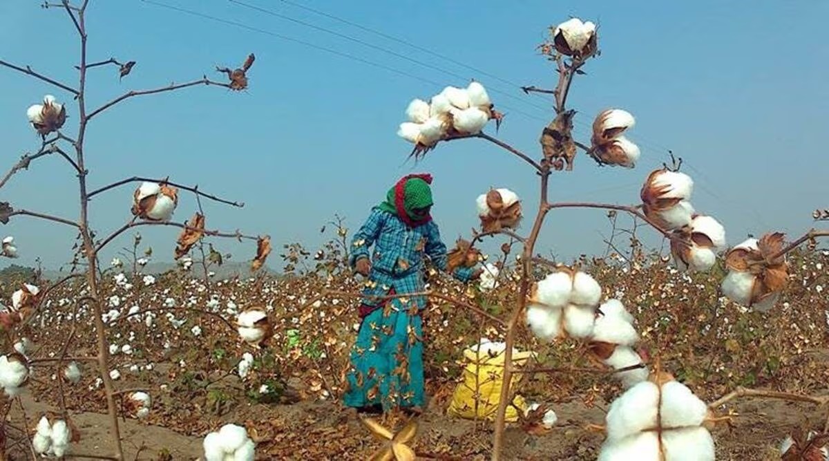 India’s Agricultural Lifelines Under Water: Soybean and Cotton Fields Flooded Out
