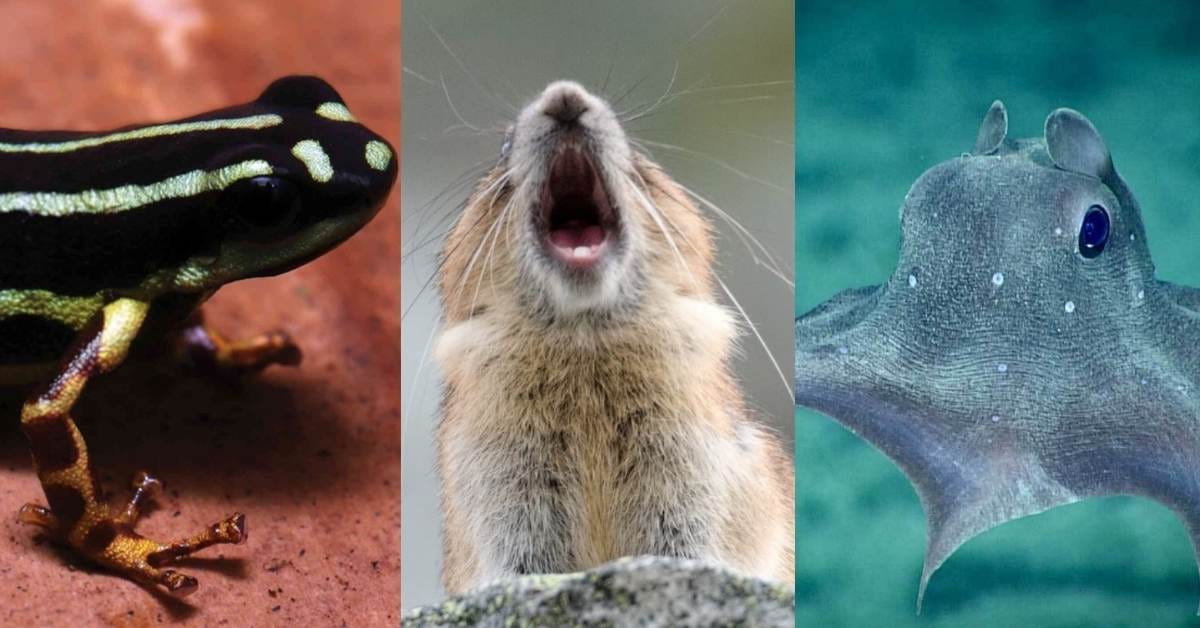 Nature’s Hidden Gems: 2025 Unveils Nine Breathtaking New Species