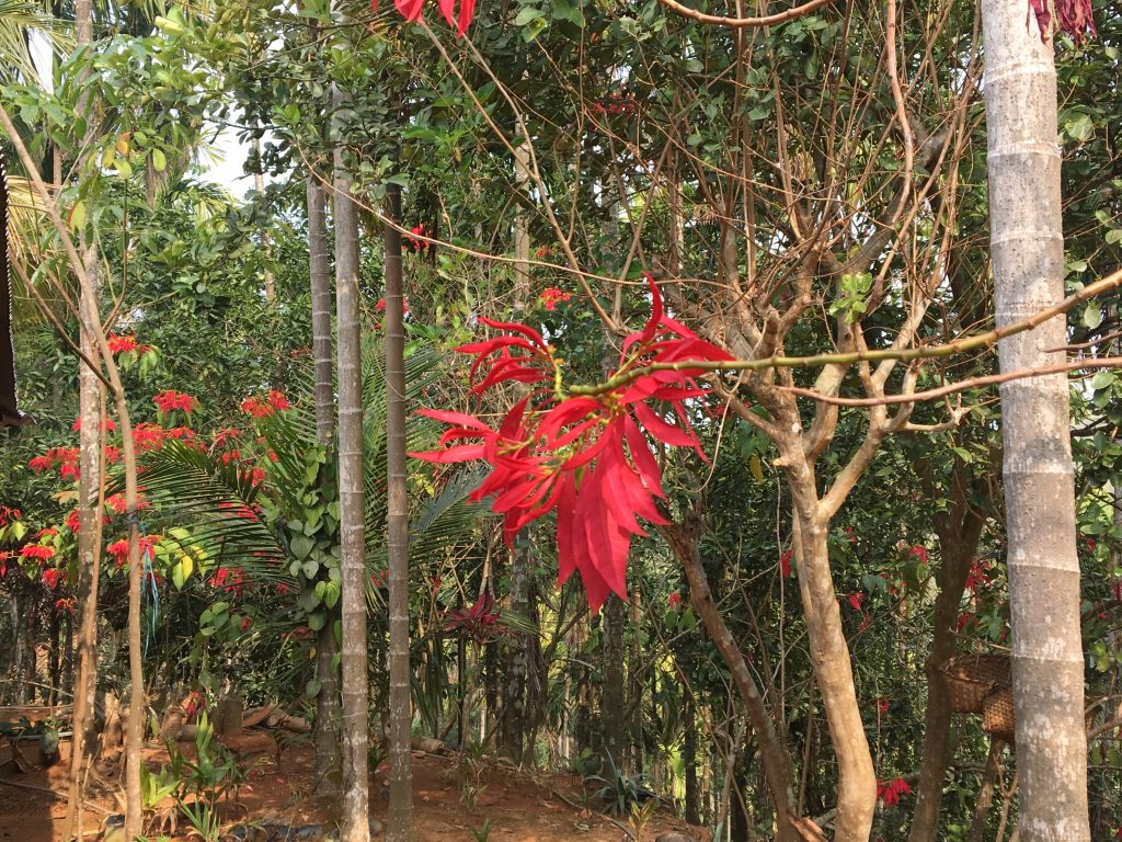 4000 Trees to Make Way for Meghalaya’s Vital Road Upgrade — Nature vs Development