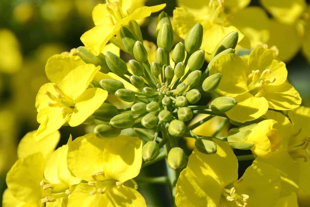 India's 2025 Rapeseed Production Expected to Reach 11.52 Million Tons