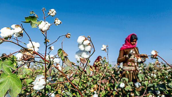 From Crisis to Comeback: India Spins a Bold Mission to Rescue Its Cotton Legacy