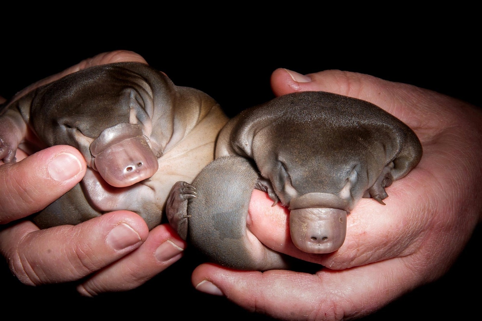 Platypus: Earth’s Oddest Mammal Unraveled—A Vibrant Blend of Bird, Mammal, and Reptile