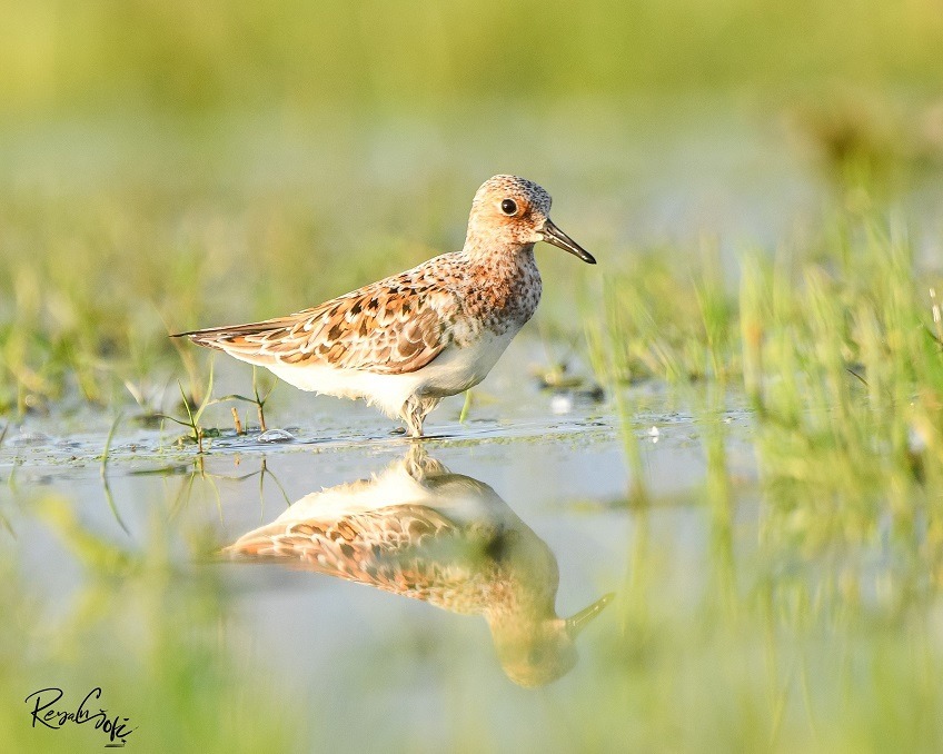 Wings of Wonder: Rare Sanderling Returns to Hokersar After 134 Years