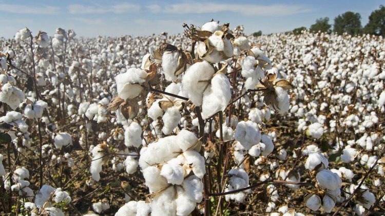 Reviving 'White Gold': India Set to Launch Ambitious Cotton Technology Mission in 2025 Budget