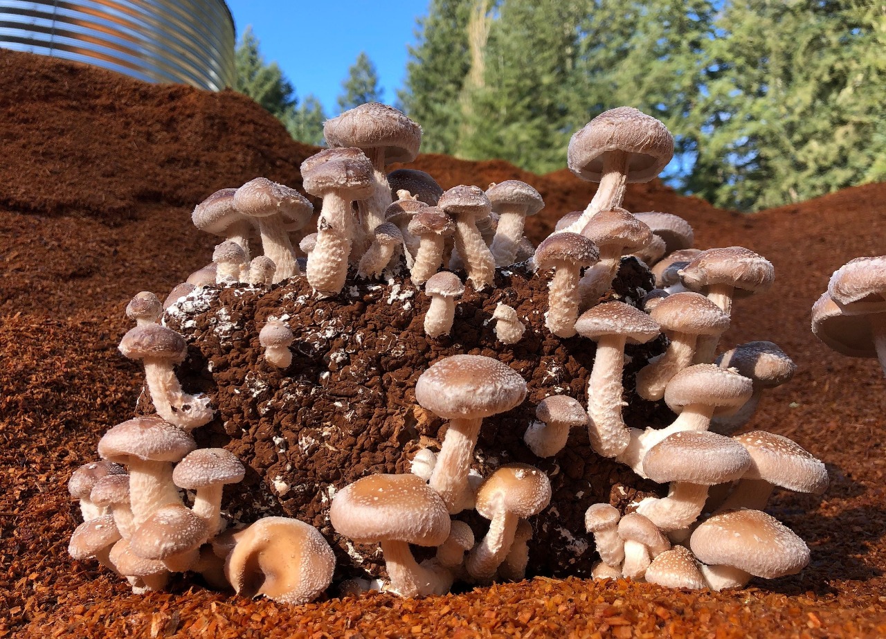 Shiitake Surge: How This Umami-Rich Mushroom Is Winning Over The Vegan Market
