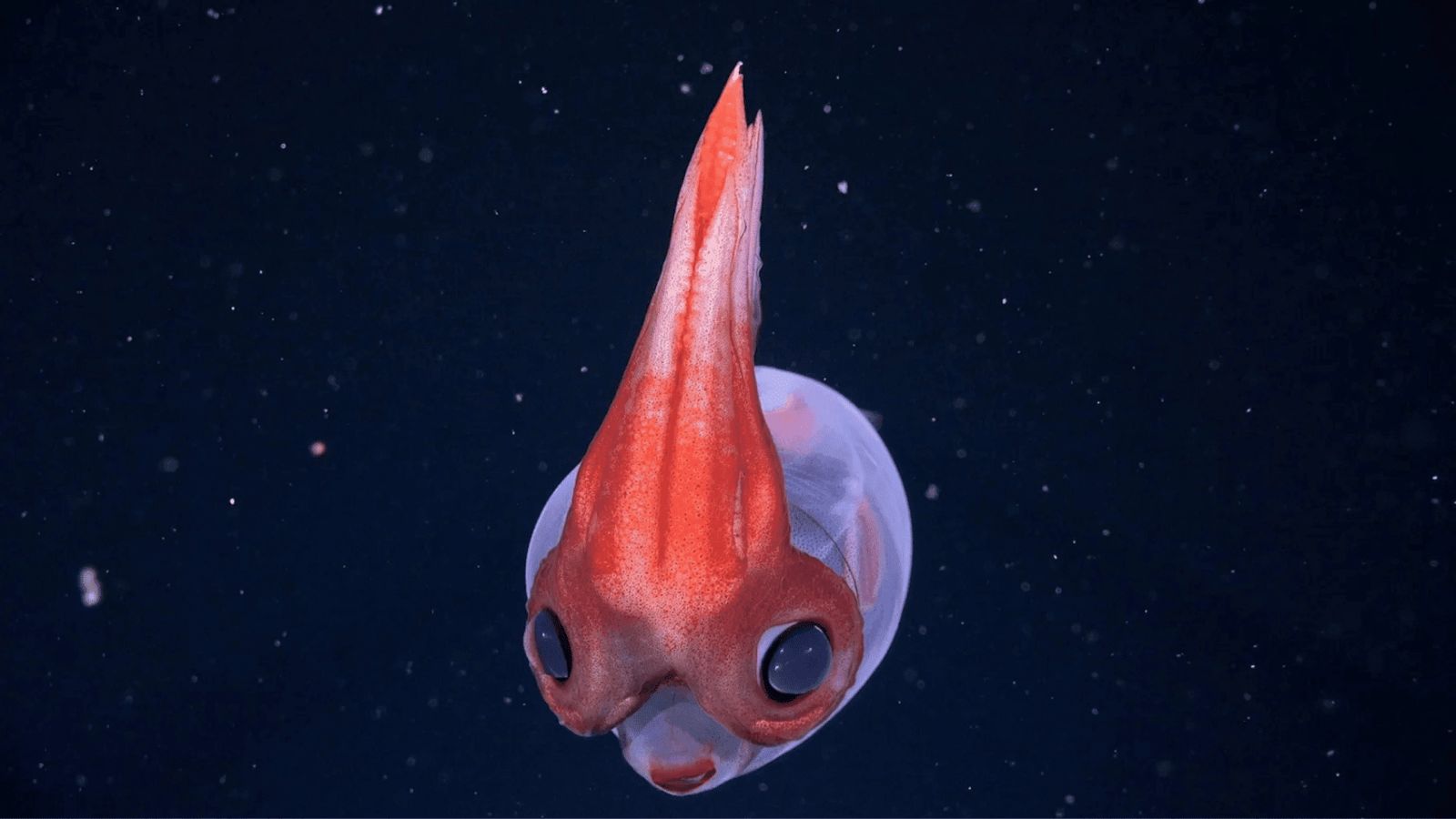 How Did Scientists Discover 28 New Species In Argentina’s Deep Ocean?