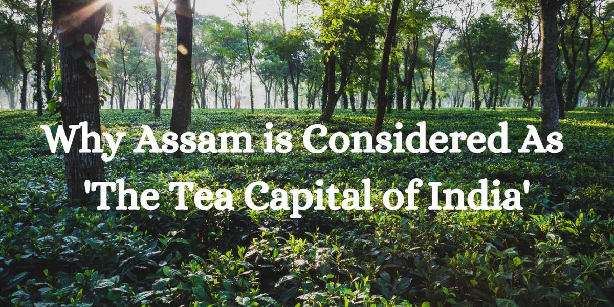 Brewing Heritage: Assam Crowned as the ‘Chai Capital of India’