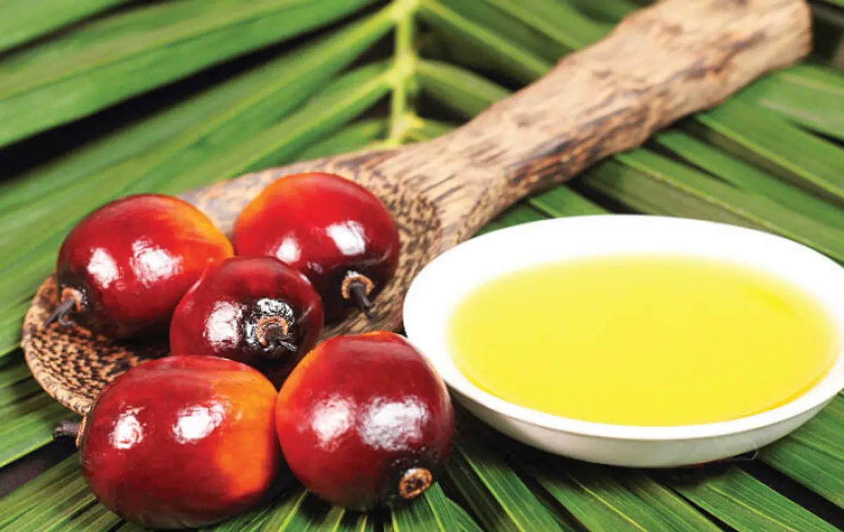 India’s Palm Oil Pullback: Refiners Cancel 65,000-Ton Import Contracts Amid Price Surge