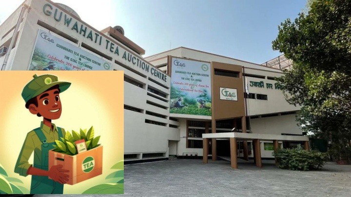 Assam’s Tea Revolution: GTAC’s Sales Surge Puts Indian Teas in Global Spotlight