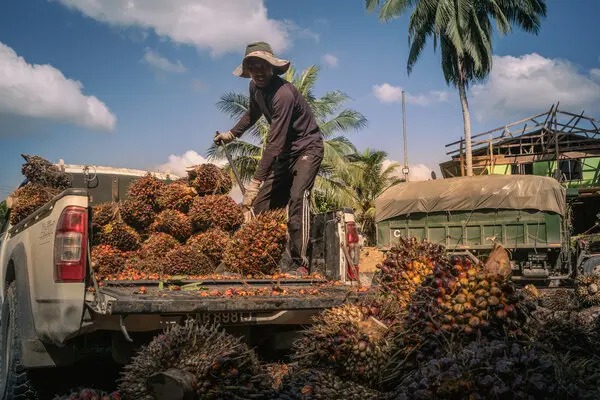 Export Explosion: The Untold Story Behind Indonesia’s 2 Million-Ton Palm Oil March