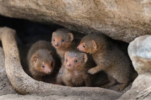 New Scientific Breakthrough Bolsters India’s Battle Against Illegal Mongoose Trade