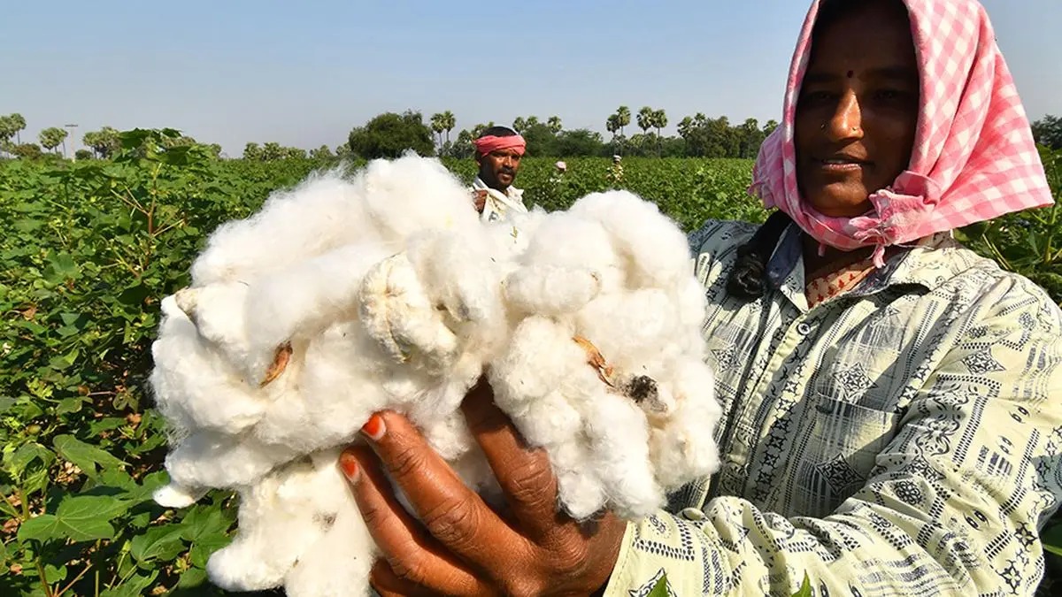 India Extends Cotton Import Duty Exemption Till December 31, 2025: A Boost For Textile Sector Amid Rising Costs