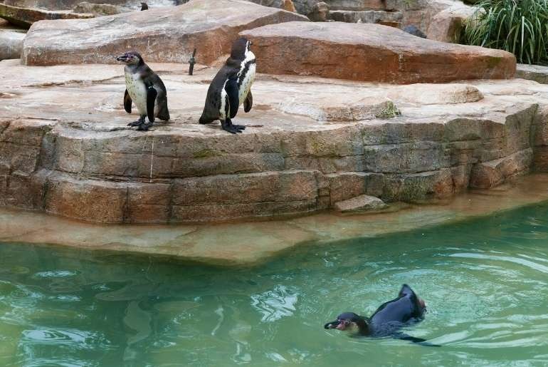 Cold Feet in a Hot Zone: Mysuru’s Penguin Plan Ruffles Feathers Amid Rising Costs