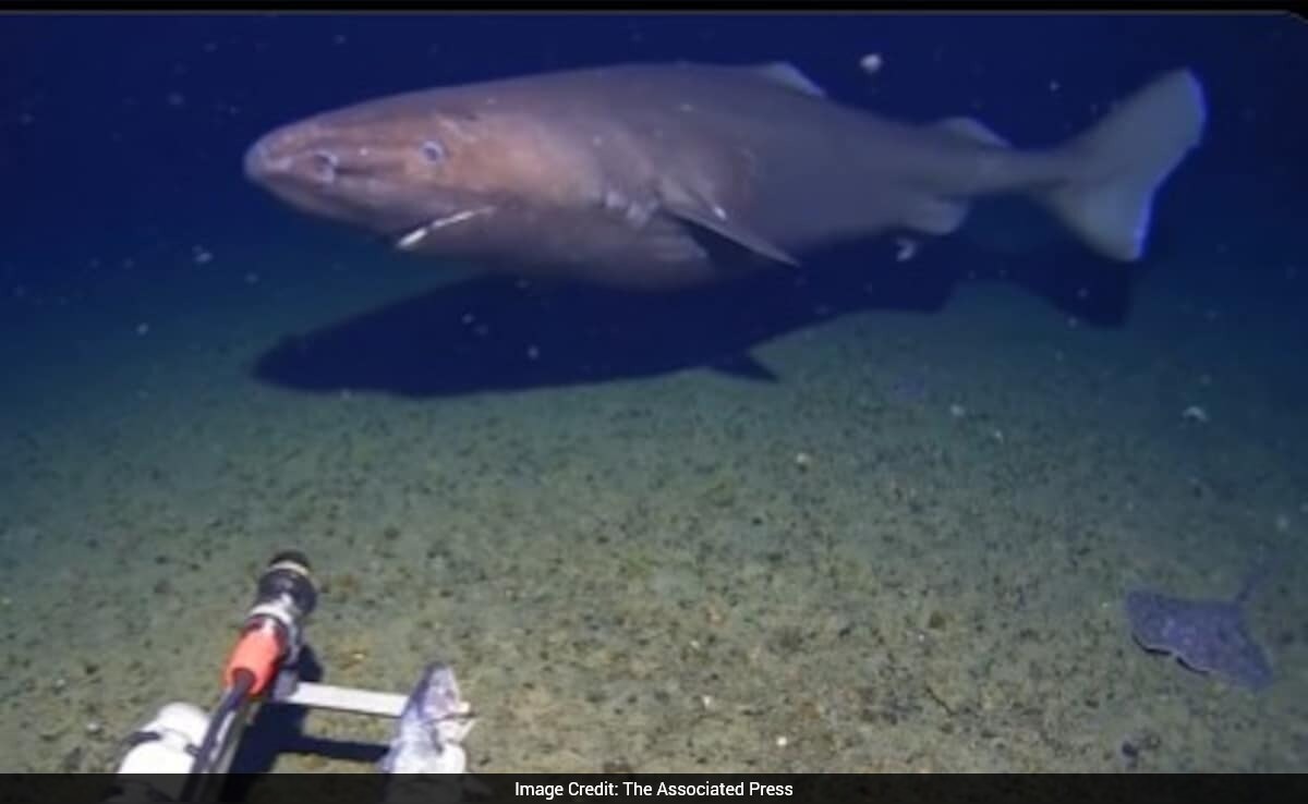 Sleeping With Sharks: The $18,000 Underwater Adventure