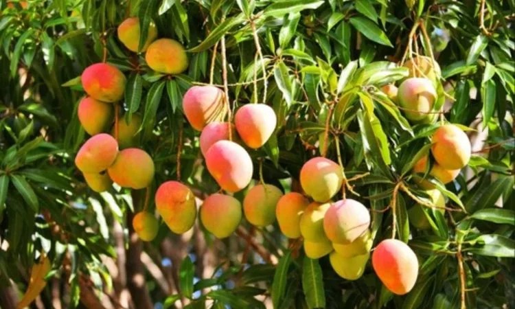 Mangoes & Millions: Asia’s Largest Mango Empire Thrives at Ambani’s Orchard in Jamnagar with 200+ Varieties