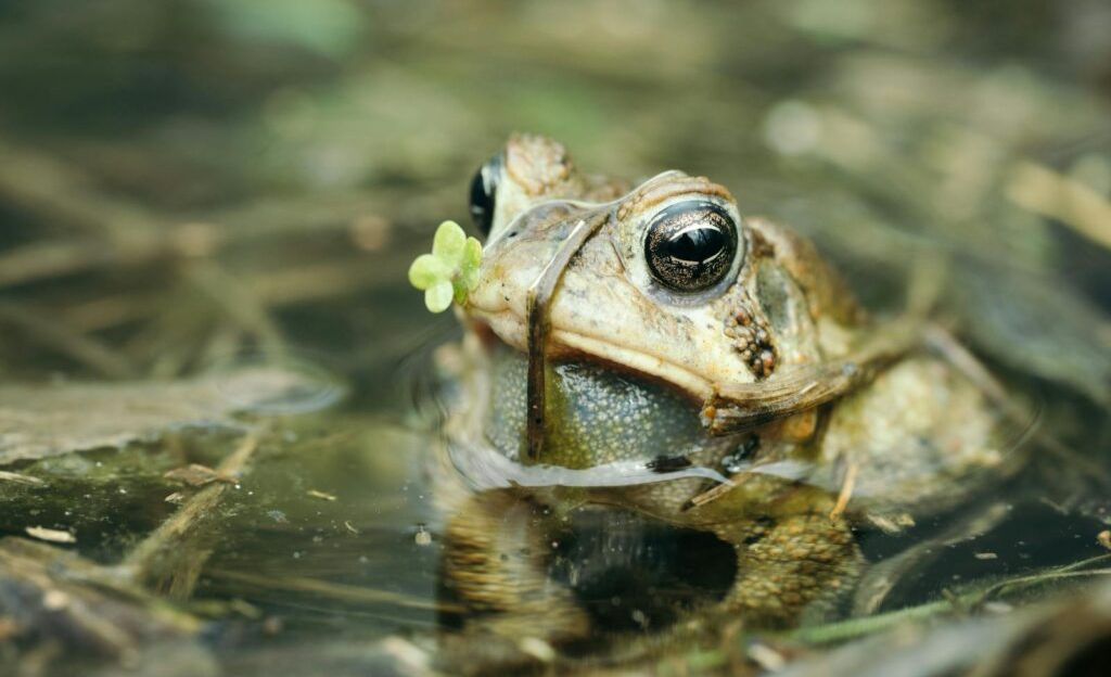 Curious About DiscoverWildScience? Dive Into Nature’s Most Astonishing Discoveries!