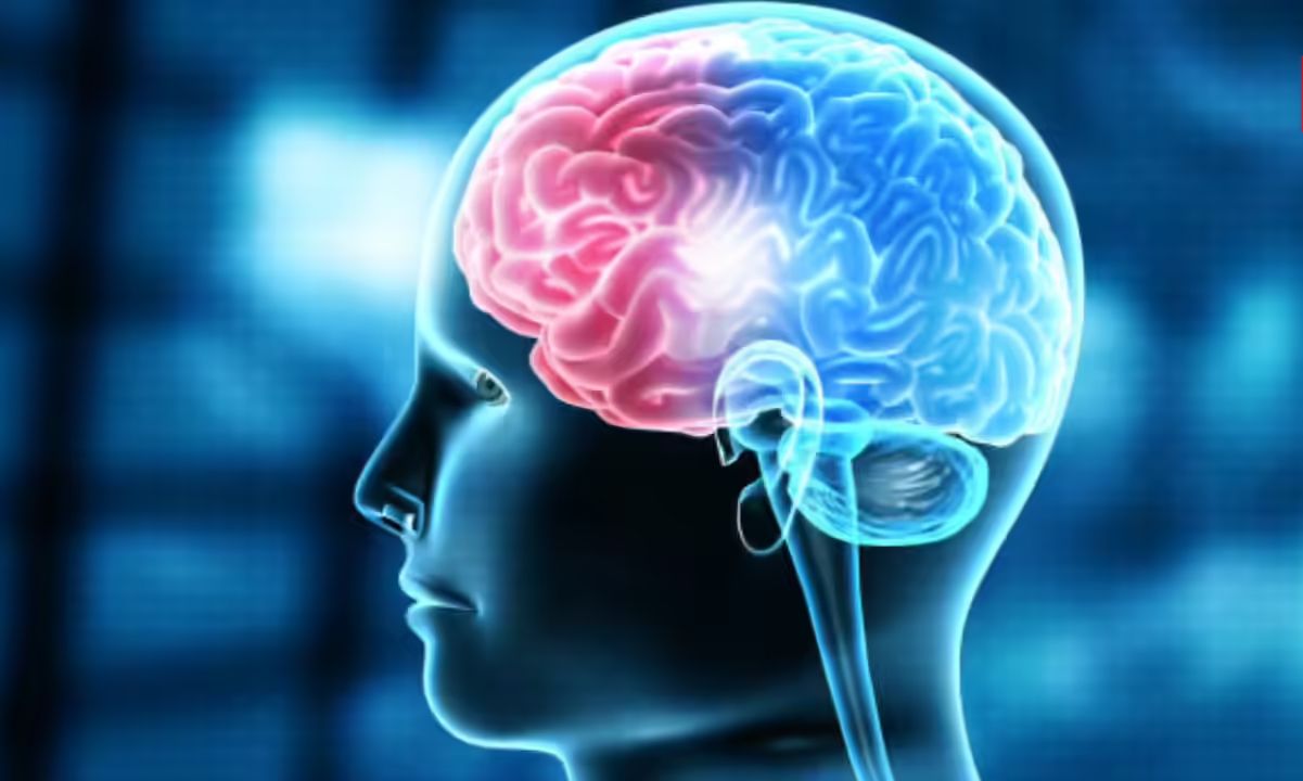 Mind the Mapping: IIT Madras Cartographers Chart Uncharted Brainstem
