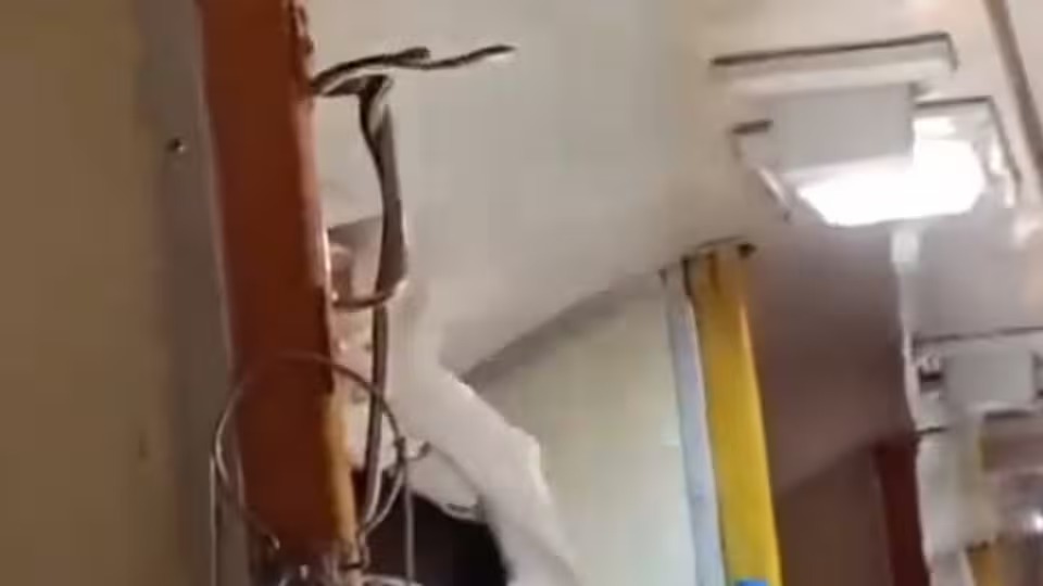 Snakes On Trains: King Cobras Ride India’s Railways