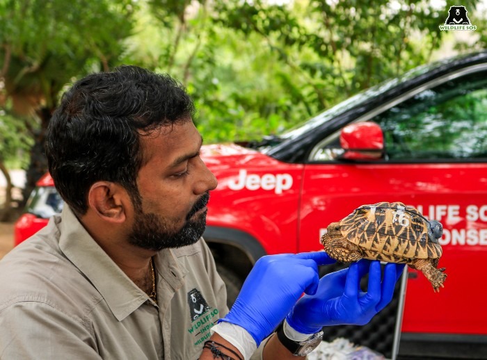 Shell of Success: 340 Indian Star Tortoises Return Home in Historic Conservation Effort