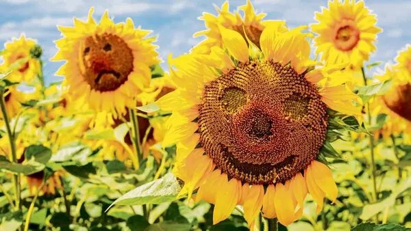 Your Primer To The Puzzlingly Popular Language Of Flower Emojis