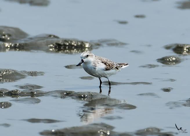 Spoon-Billed Sandpiper Spotted Near Bakkhali Beach
