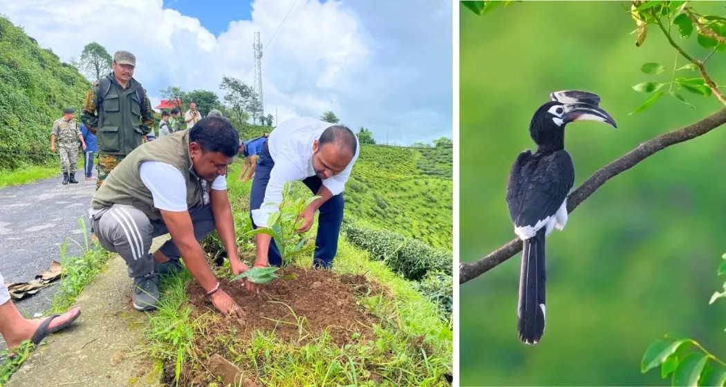 India’s Green Push: Tree Plantation Drive Rolls Out Across 15 States
