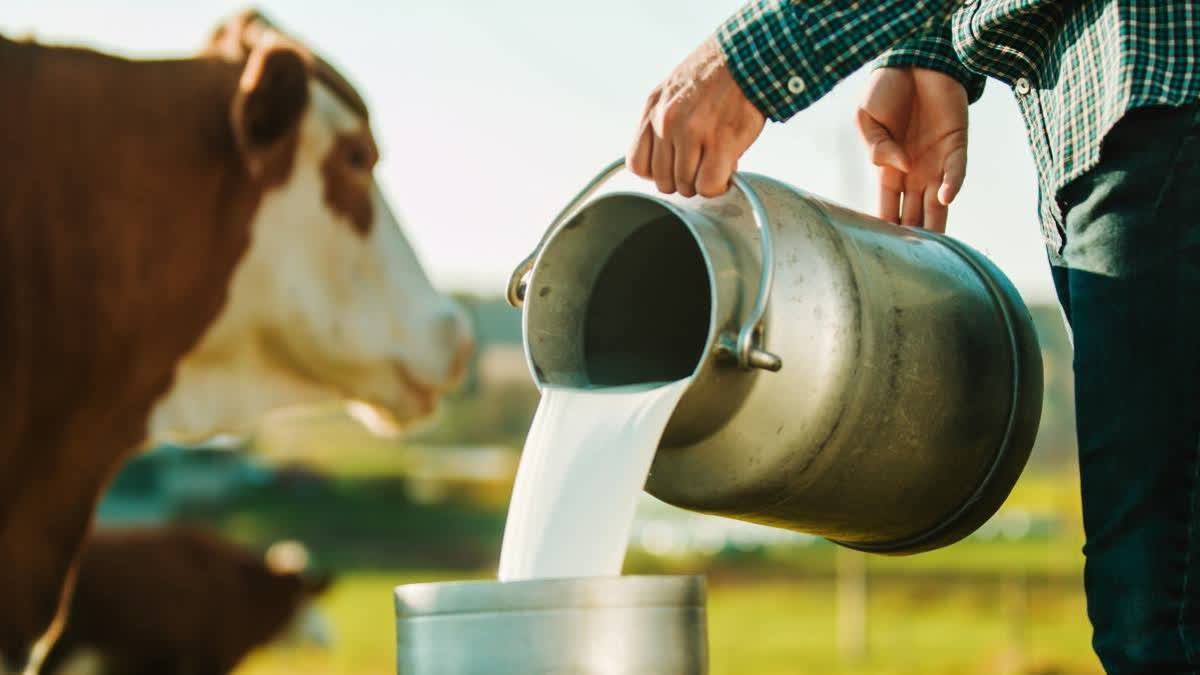 National Milk Day Spotlight: How India Became the World’s Largest Milk Producer