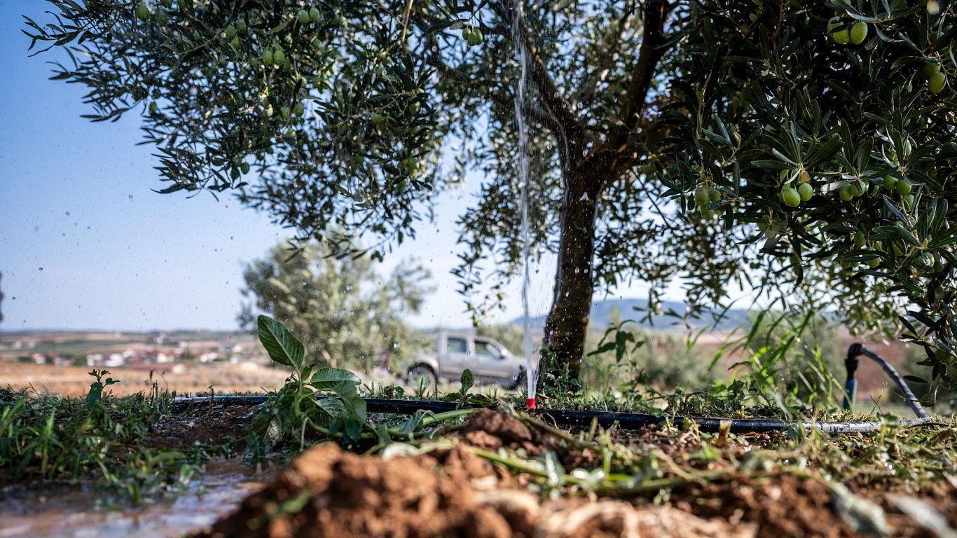 From Chips to Dips, Climate Sizzles Europe's Staples — Spud & Olive Prices on the Boil