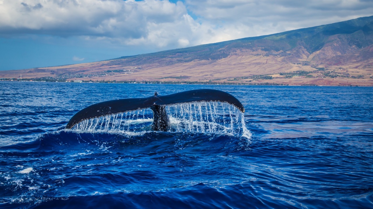 Celebrating Oceanic Excellence: International Ocean Film Festival Unveils Top Winners