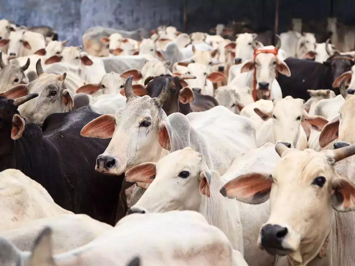 Cow Products Promotion by Haryana Government for Boosting Rural Economy