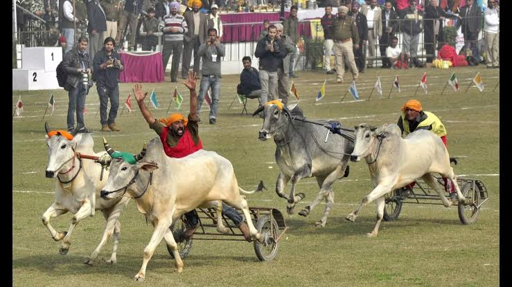 Tradition Returns: Punjab Brings Back Bullock Cart Races at Kila Raipur Olympics