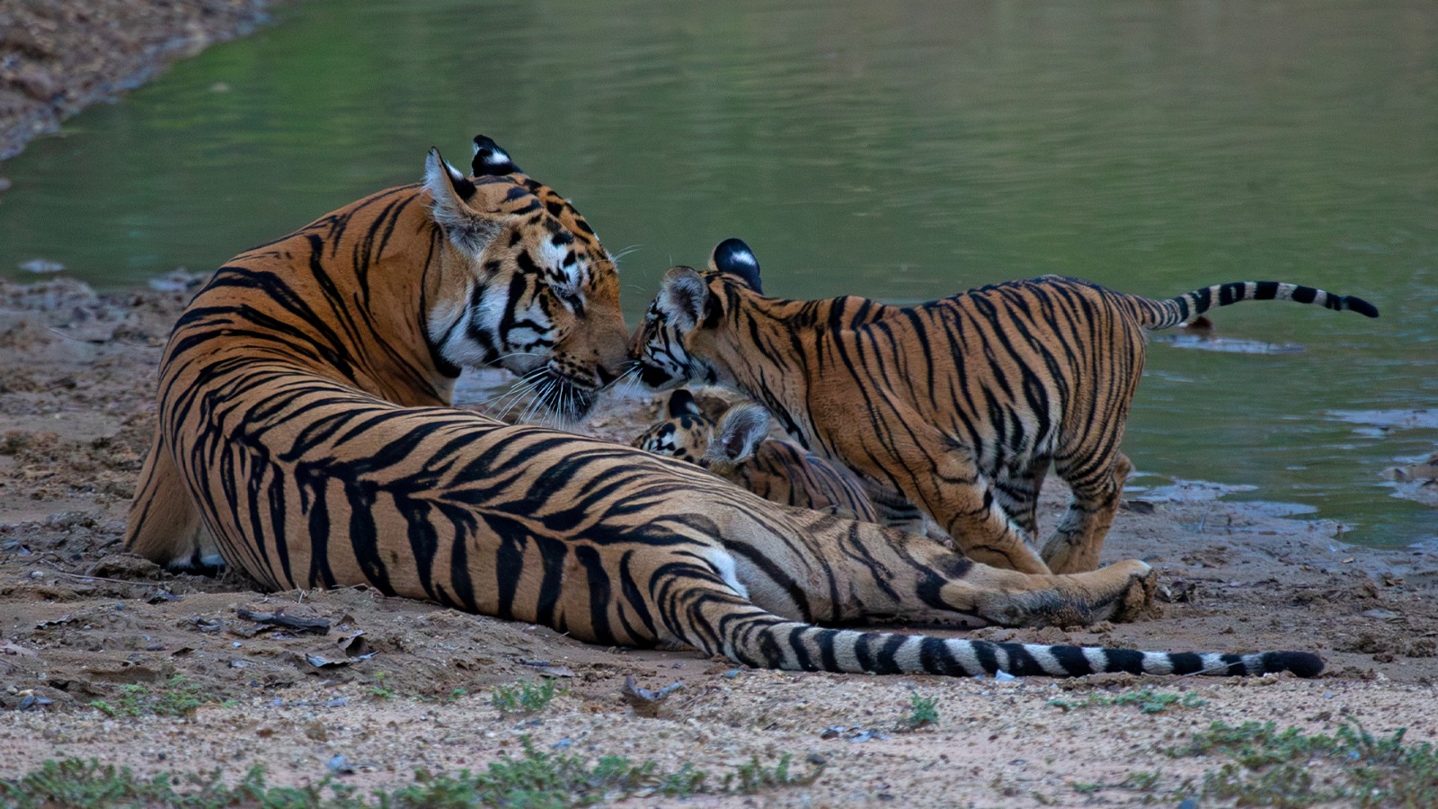 Tadoba Tiger Reserve: Maharashtra’s Crown Jewel of Wildlife Conservation