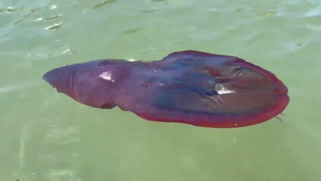 Octo-Sensation: Blanket Octopus Makes Waves at Mossel Bay