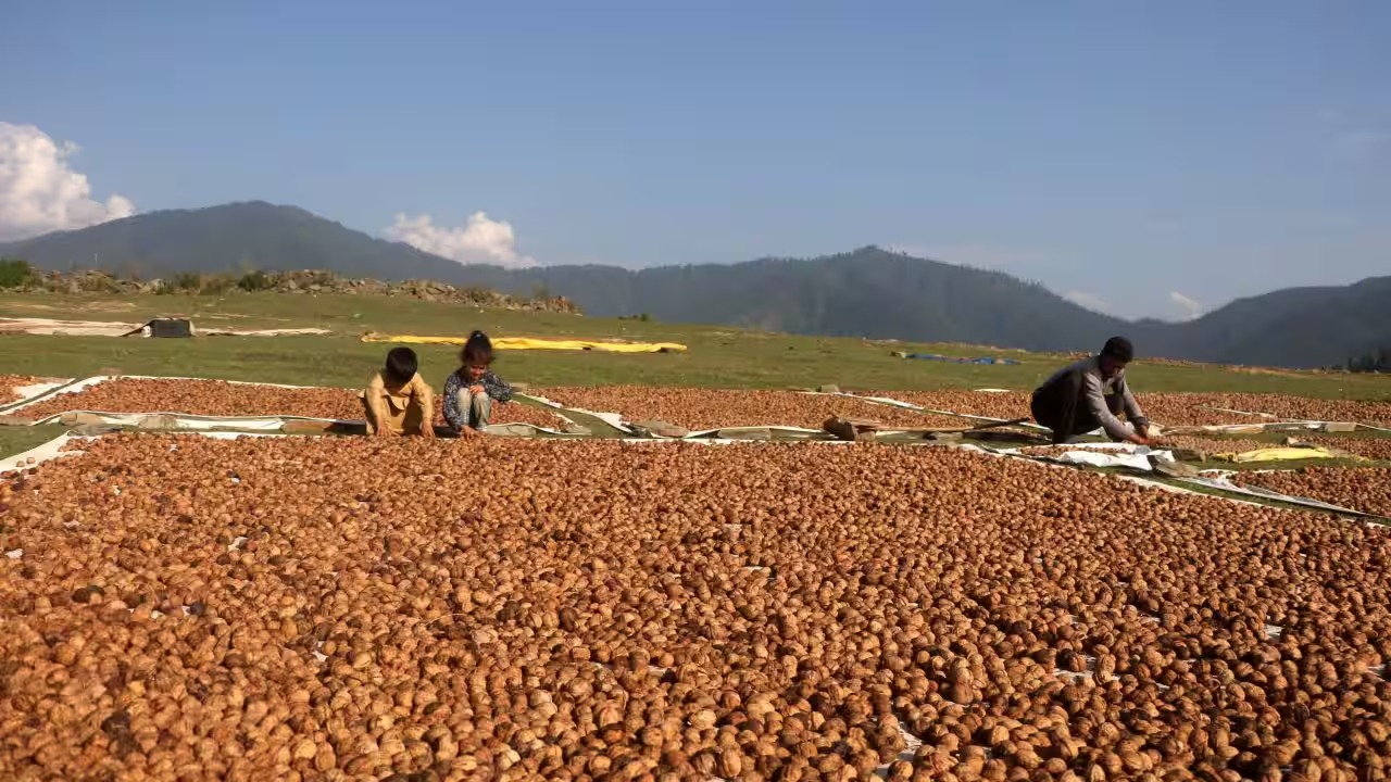 Nutty Competition: Chile Takes a Big Bite Out of India's Walnut Market