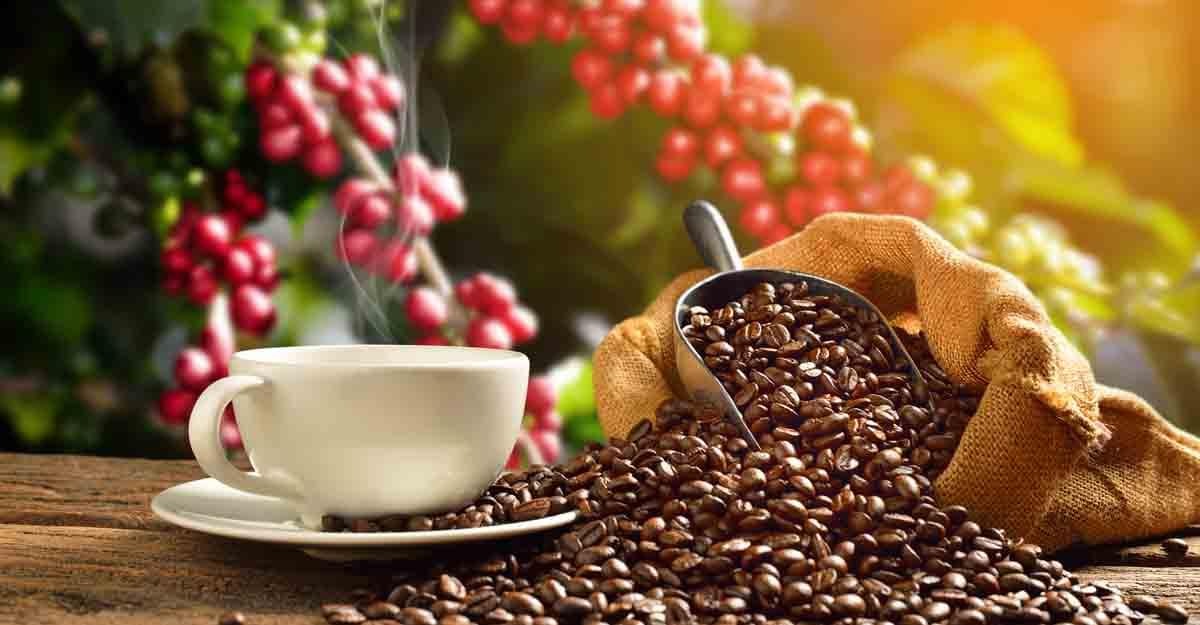 Sip by Sip: India’s Journey to Becoming a Coffee Lover’s Paradise
